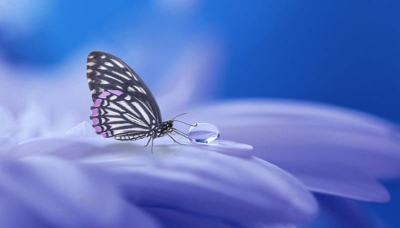 Parallel Realms Image
